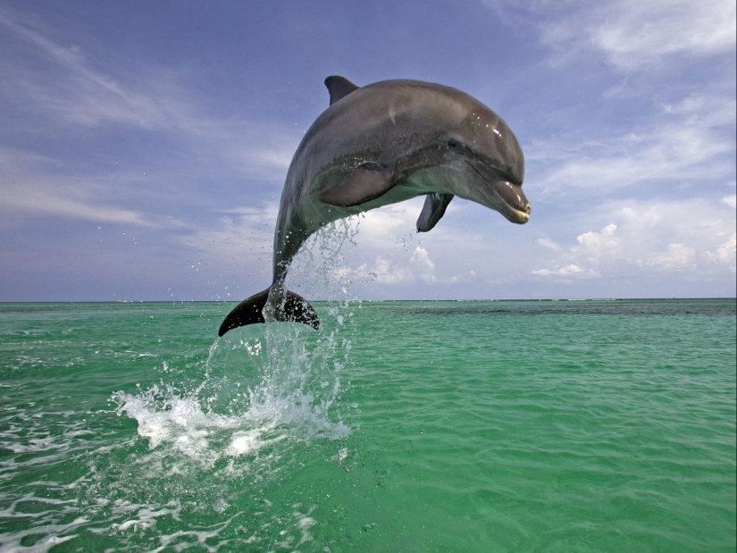 15 dangerous animals, which we consider as nice and kind