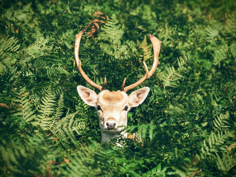 15 dangerous animals, which we consider as nice and kind