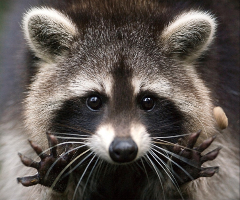 15 dangerous animals, which we consider as nice and kind
