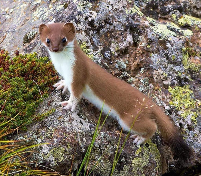 15 dangerous animals, which we consider as nice and kind