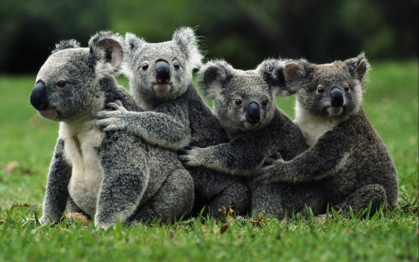 15 dangerous animals, which we consider as nice and kind