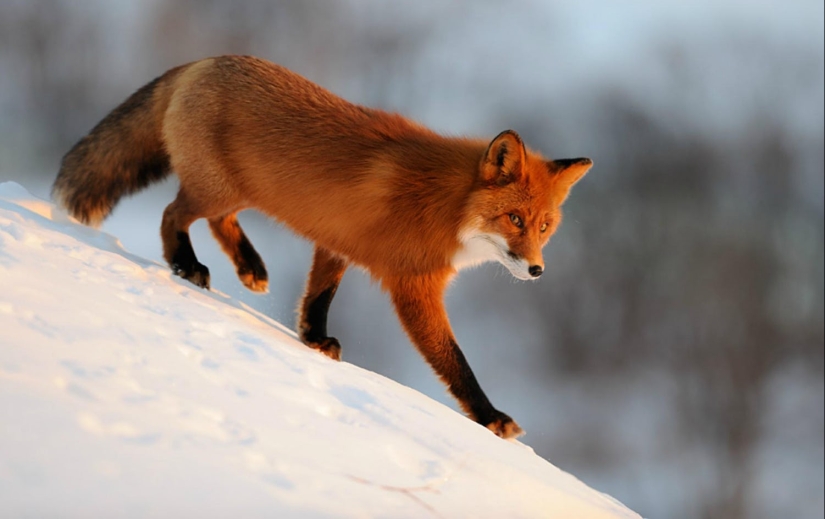 15 dangerous animals, which we consider as nice and kind