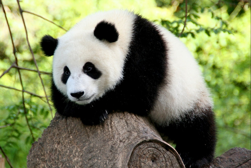 15 dangerous animals, which we consider as nice and kind