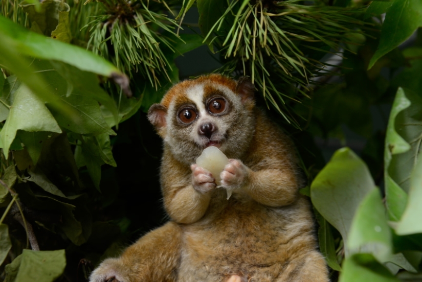 15 dangerous animals, which we consider as nice and kind