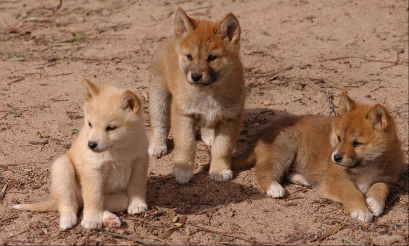 15 dangerous animals, which we consider as nice and kind