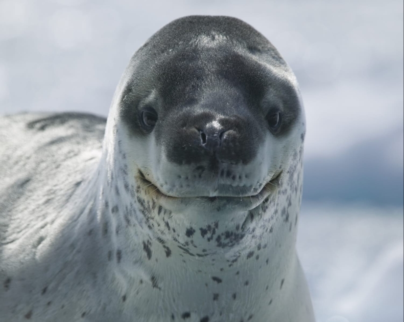 15 dangerous animals, which we consider as nice and kind