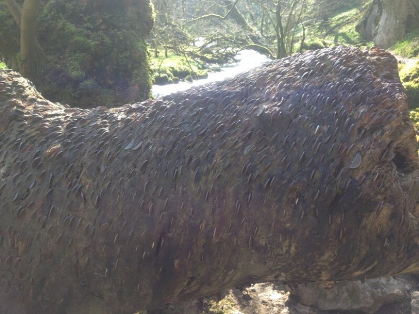 15 de la moneda de los árboles, o las pesadillas numismáticos