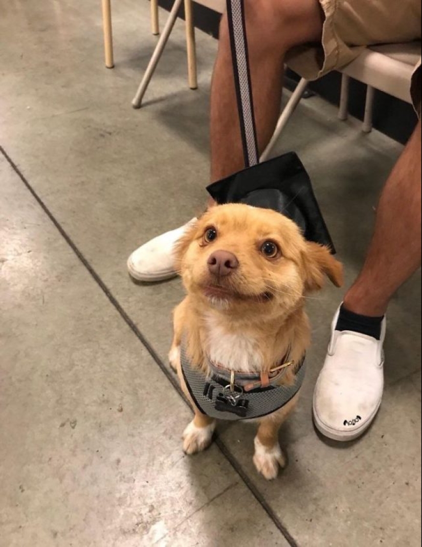 15 de los más hermosos cachorros que hará ternura 15 de los más hermosos cachorros que hará ternura