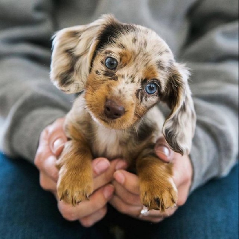 15 de los más hermosos cachorros que hará ternura 15 de los más hermosos cachorros que hará ternura