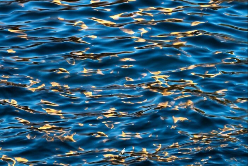 15 fotografías impresionantes que muestran los patrones y texturas de la naturaleza Por Michael Hindman