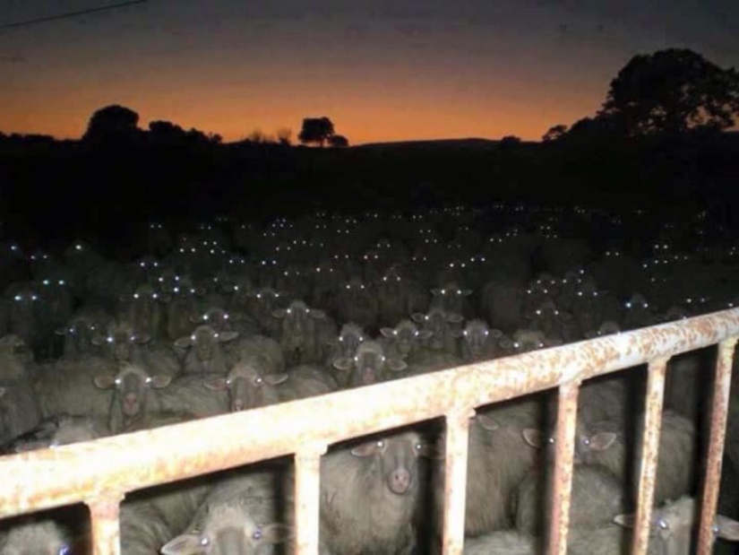 15 fotos de la serie "parecía", debido a que su corazón comienza a latir más rápido