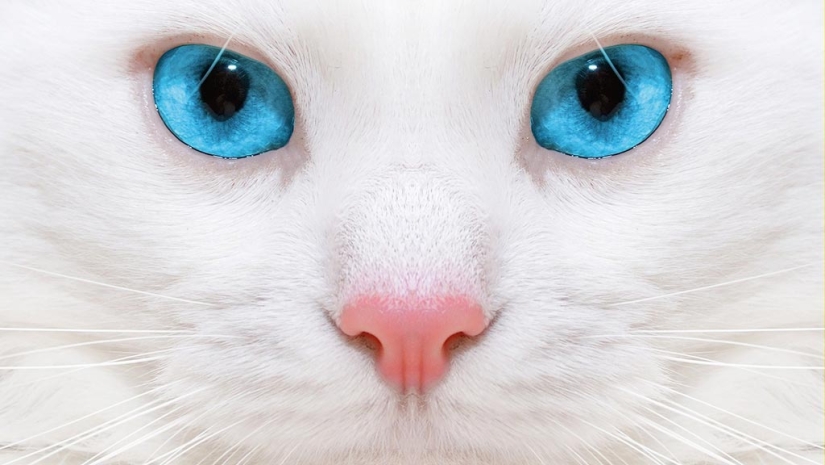 15 hechos sobre los ojos que te sorprenderán