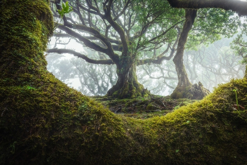 15 hermosas fotos de la mística de los bosques en la isla de Madeira 15 hermosas fotos de la mística de los bosques en la isla de Madeira