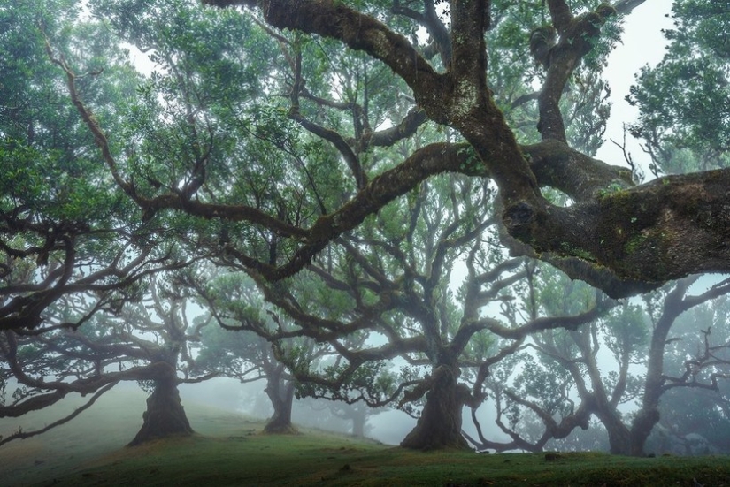15 hermosas fotos de la mística de los bosques en la isla de Madeira 15 hermosas fotos de la mística de los bosques en la isla de Madeira