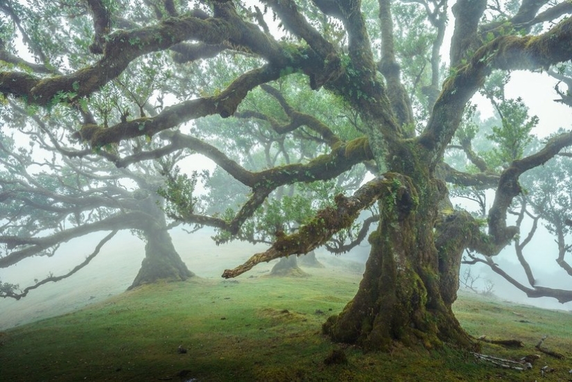 15 hermosas fotos de la mística de los bosques en la isla de Madeira 15 hermosas fotos de la mística de los bosques en la isla de Madeira