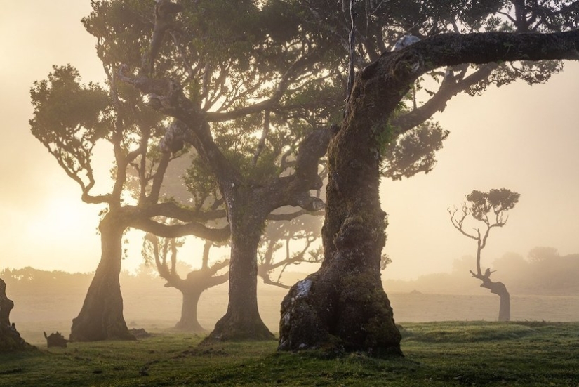 15 hermosas fotos de la mística de los bosques en la isla de Madeira 15 hermosas fotos de la mística de los bosques en la isla de Madeira