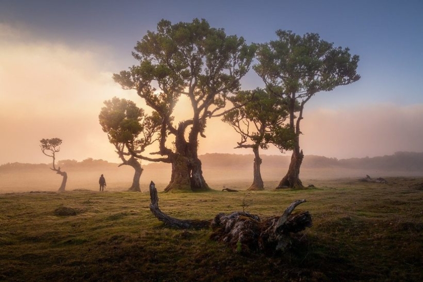 15 hermosas fotos de la mística de los bosques en la isla de Madeira 15 hermosas fotos de la mística de los bosques en la isla de Madeira