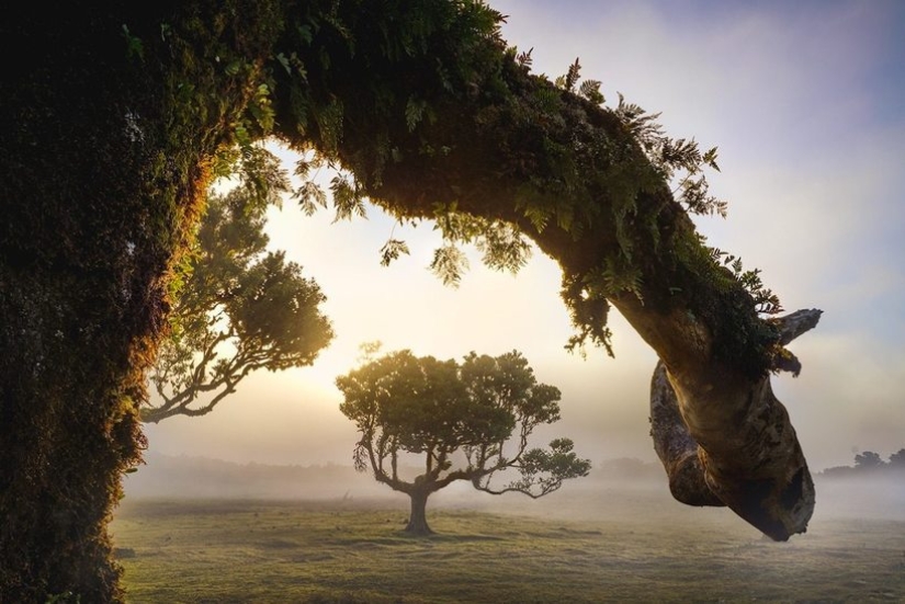 15 hermosas fotos de la mística de los bosques en la isla de Madeira 15 hermosas fotos de la mística de los bosques en la isla de Madeira