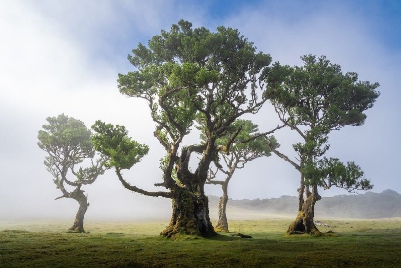 15 hermosas fotos de la mística de los bosques en la isla de Madeira 15 hermosas fotos de la mística de los bosques en la isla de Madeira