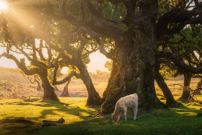 15 hermosas fotos de la mística de los bosques en la isla de Madeira 15 hermosas fotos de la mística de los bosques en la isla de Madeira