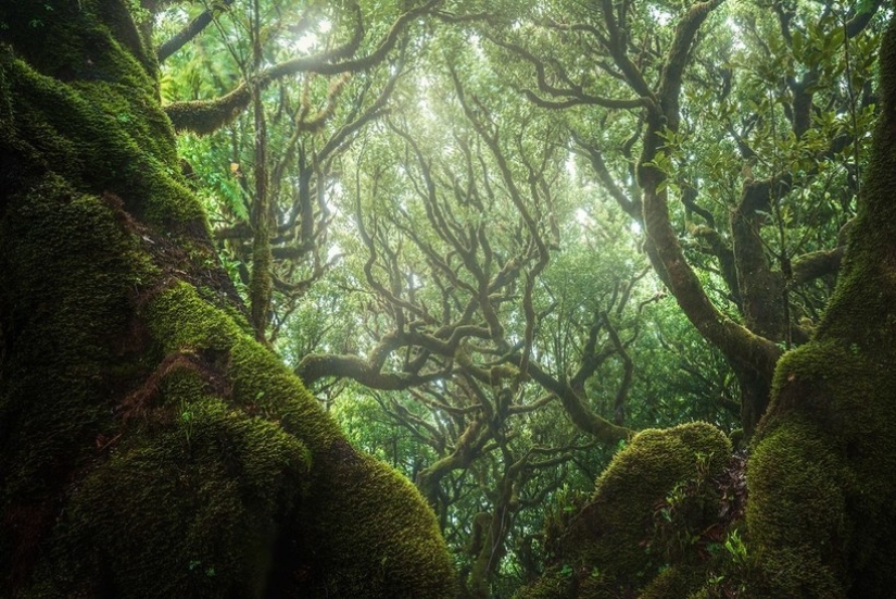15 hermosas fotos de la mística de los bosques en la isla de Madeira 15 hermosas fotos de la mística de los bosques en la isla de Madeira