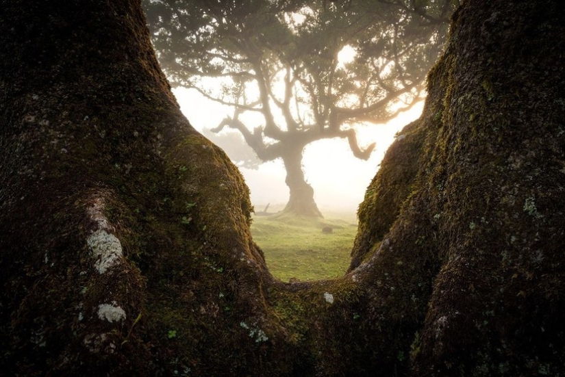 15 hermosas fotos de la mística de los bosques en la isla de Madeira 15 hermosas fotos de la mística de los bosques en la isla de Madeira