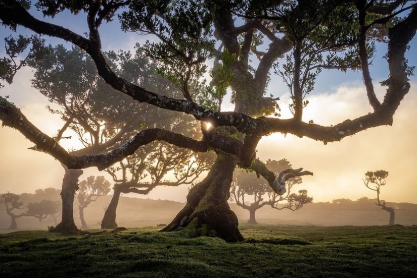 15 hermosas fotos de la mística de los bosques en la isla de Madeira 15 hermosas fotos de la mística de los bosques en la isla de Madeira