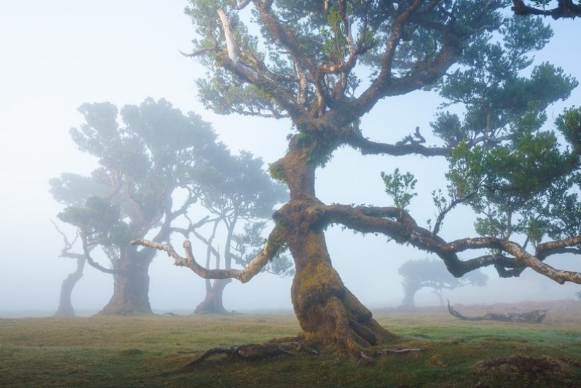 15 hermosas fotos de la mística de los bosques en la isla de Madeira 15 hermosas fotos de la mística de los bosques en la isla de Madeira