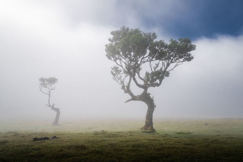 15 hermosas fotos de la mística de los bosques en la isla de Madeira 15 hermosas fotos de la mística de los bosques en la isla de Madeira