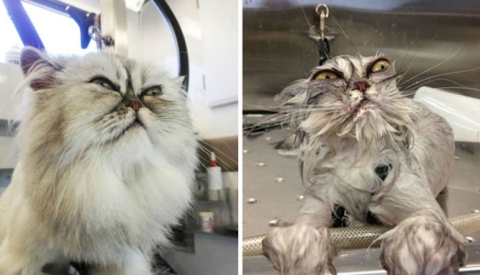 15 hilarantes imágenes acerca de cómo los animales odian bañarse