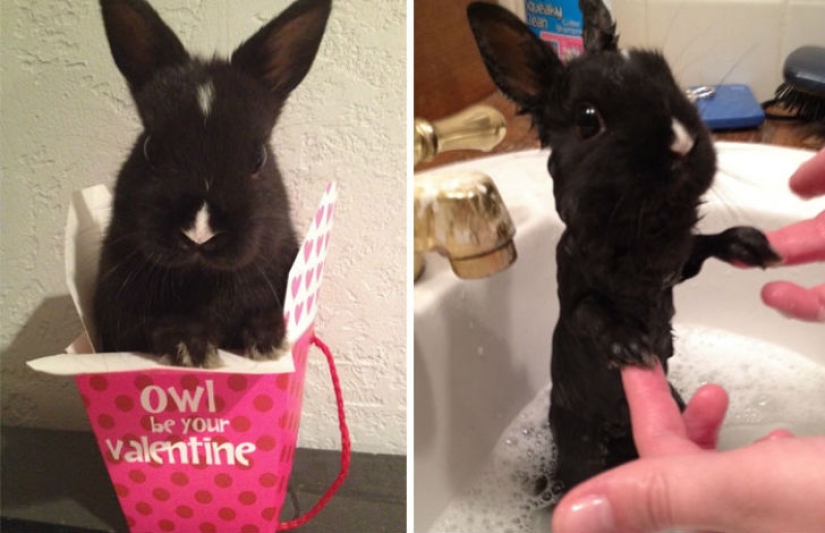 15 hilarious pictures about how animals hate to bathe