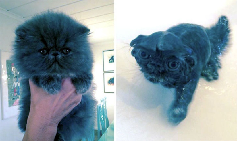 15 hilarious pictures about how animals hate to bathe