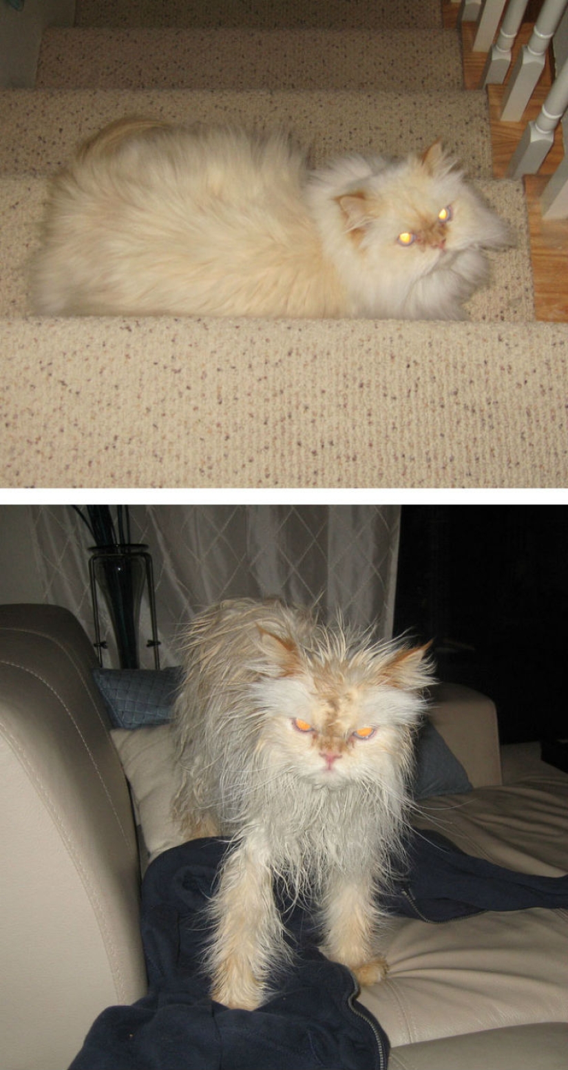 15 hilarious pictures about how animals hate to bathe