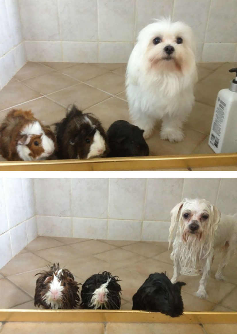 15 hilarious pictures about how animals hate to bathe