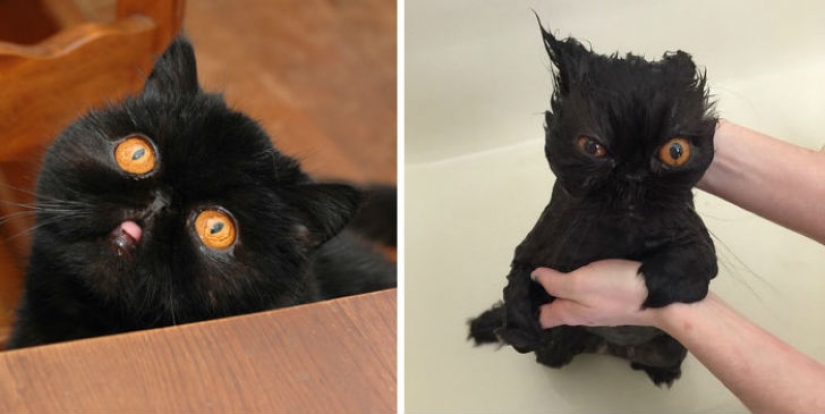15 hilarious pictures about how animals hate to bathe