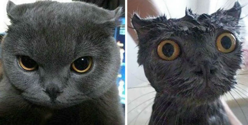 15 hilarious pictures about how animals hate to bathe