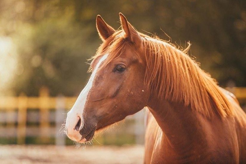 15 increíbles historias de animales héroes que salvó a la gente de la muerte