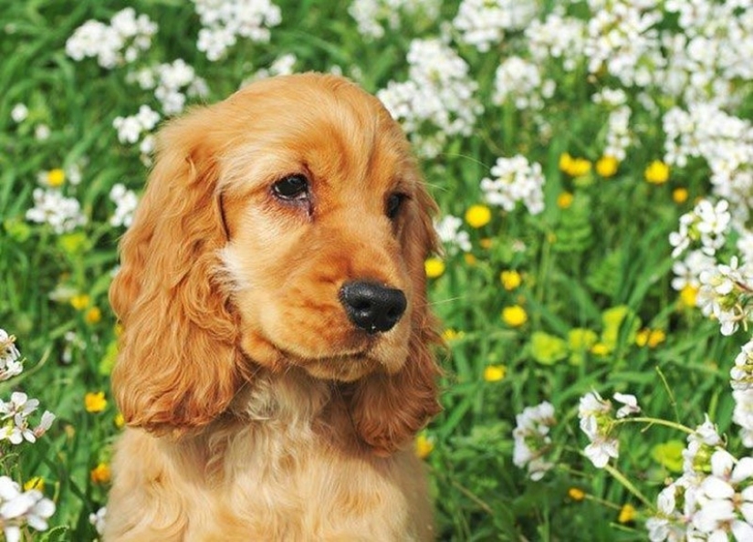 15 increíbles historias de animales héroes que salvó a la gente de la muerte
