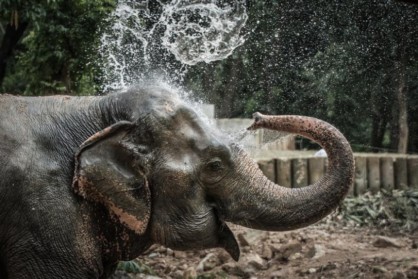 15 increíbles historias de animales héroes que salvó a la gente de la muerte