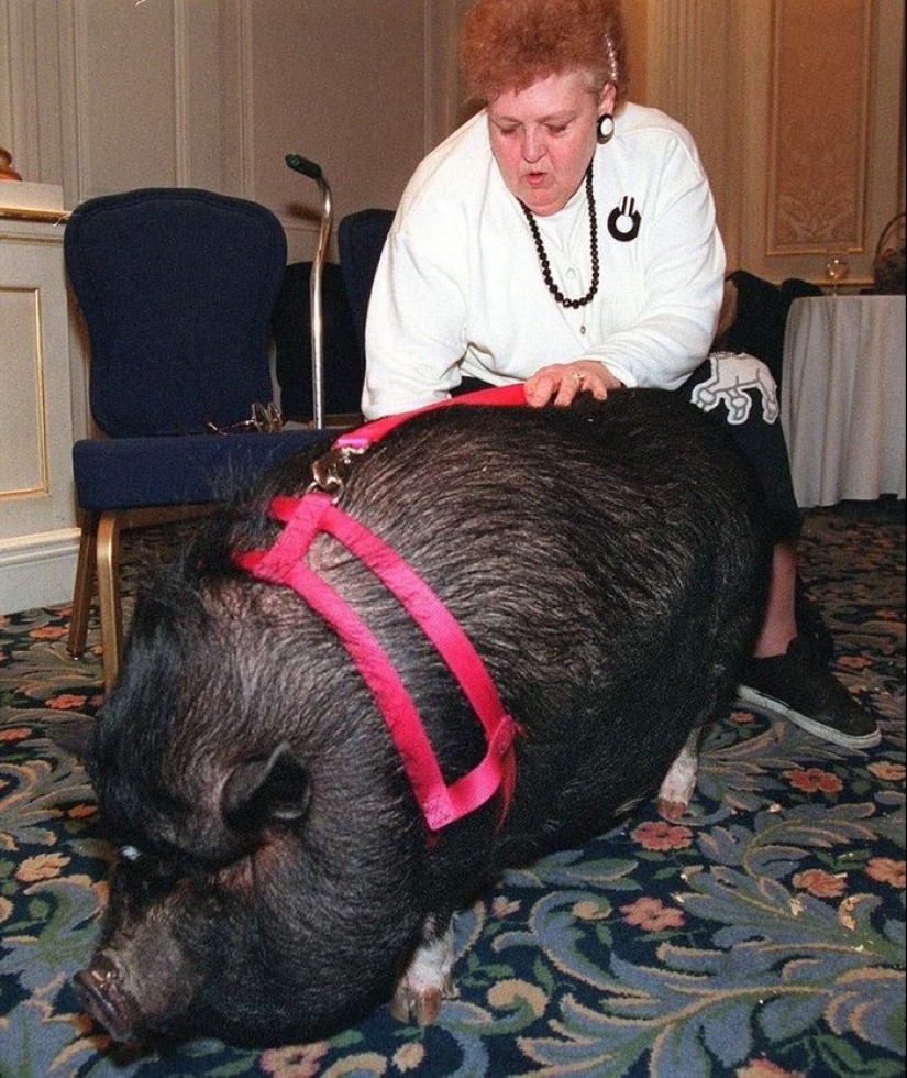 15 increíbles historias de animales héroes que salvó a la gente de la muerte
