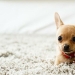 15 increíbles historias de animales héroes que salvó a la gente de la muerte 15 increíbles historias de animales héroes que salvó a la gente de la muerte