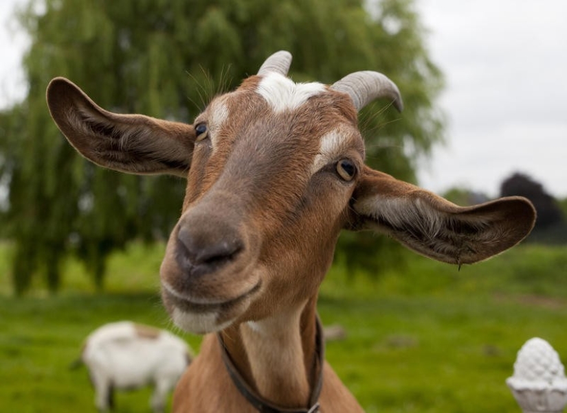 15 increíbles historias de animales héroes que salvó a la gente de la muerte