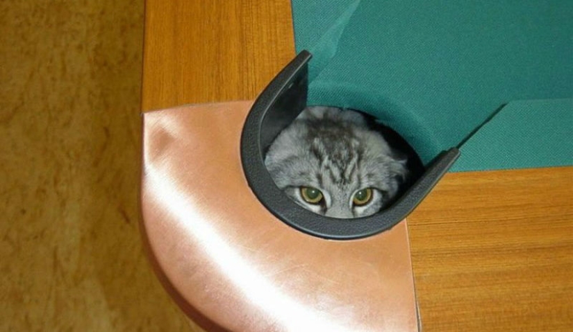 15 lugares donde nunca esperábamos ver un gato 15 lugares donde nunca esperábamos ver un gato
