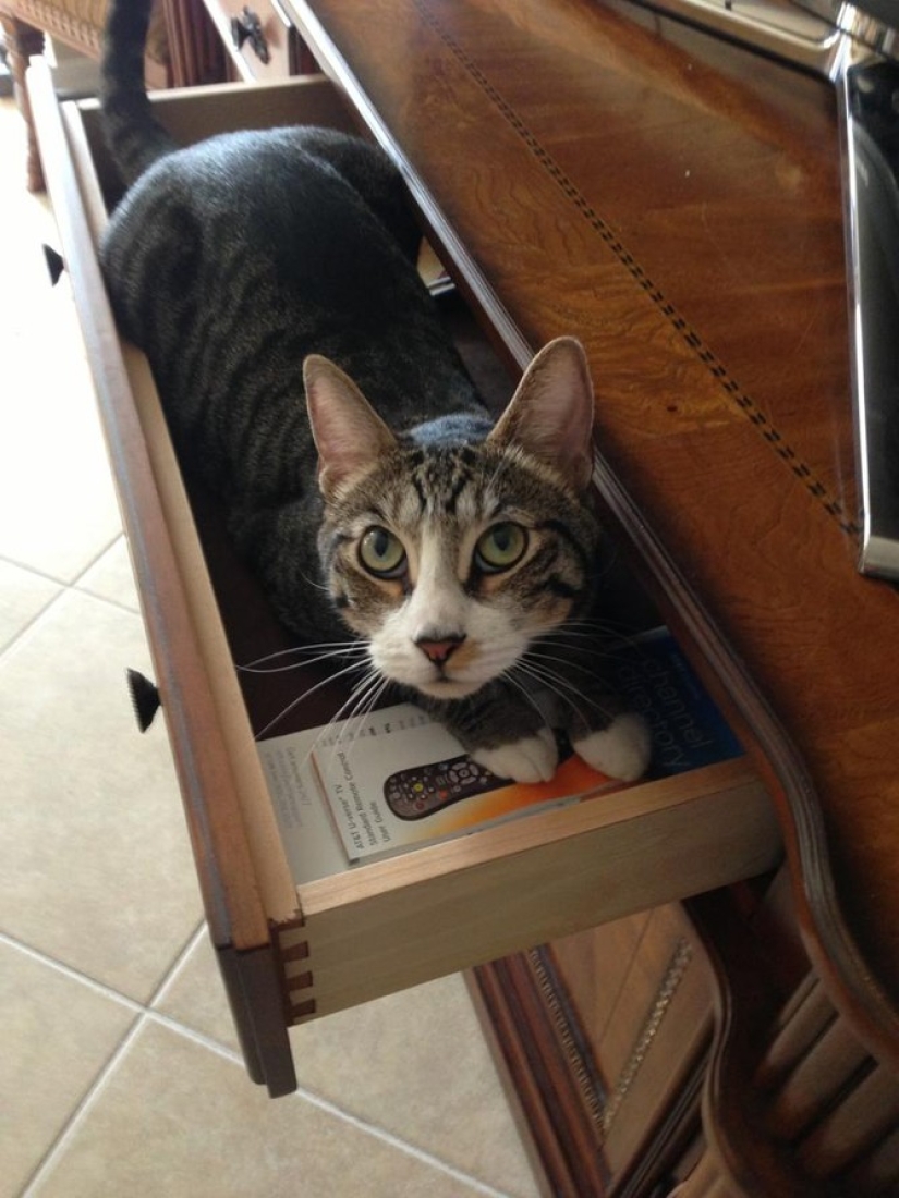 15 lugares donde nunca esperábamos ver un gato 15 lugares donde nunca esperábamos ver un gato