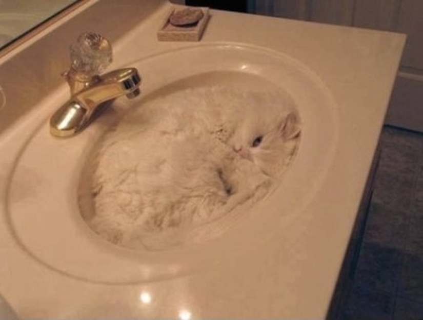 15 lugares donde nunca esperábamos ver un gato 15 lugares donde nunca esperábamos ver un gato