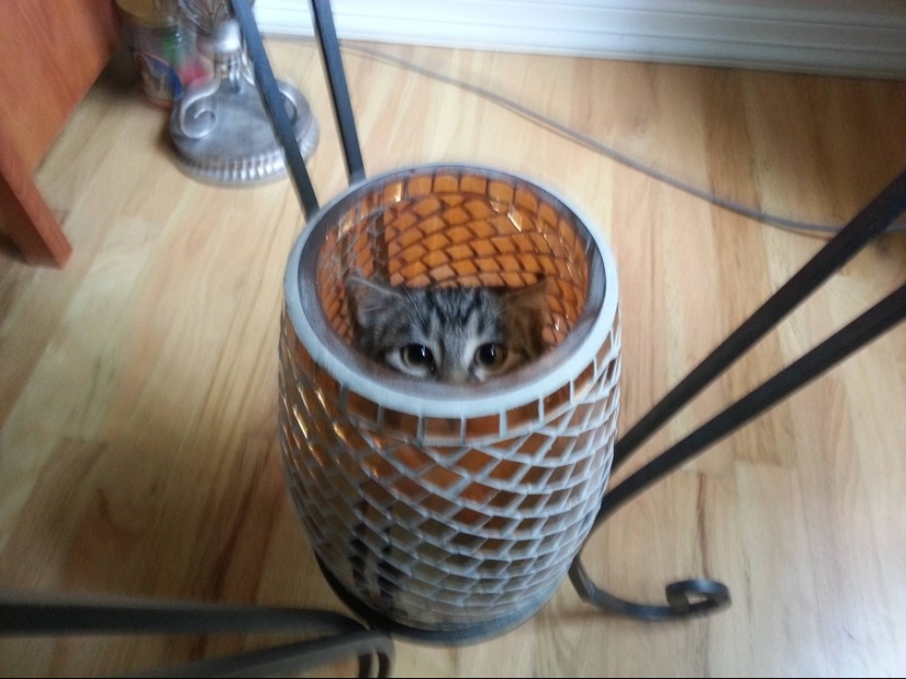 15 lugares donde nunca esperábamos ver un gato 15 lugares donde nunca esperábamos ver un gato