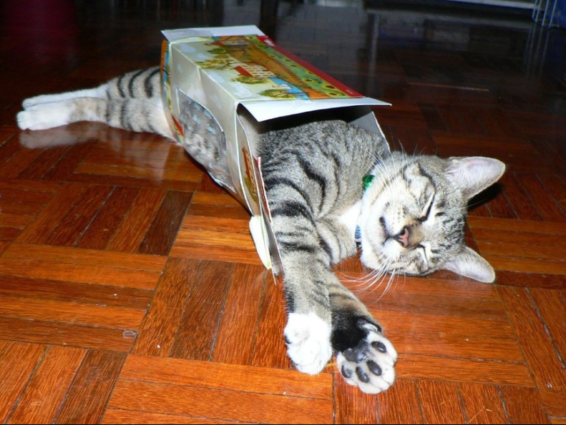 15 lugares donde nunca esperábamos ver un gato 15 lugares donde nunca esperábamos ver un gato