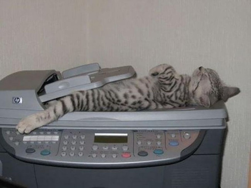 15 lugares donde nunca esperábamos ver un gato 15 lugares donde nunca esperábamos ver un gato