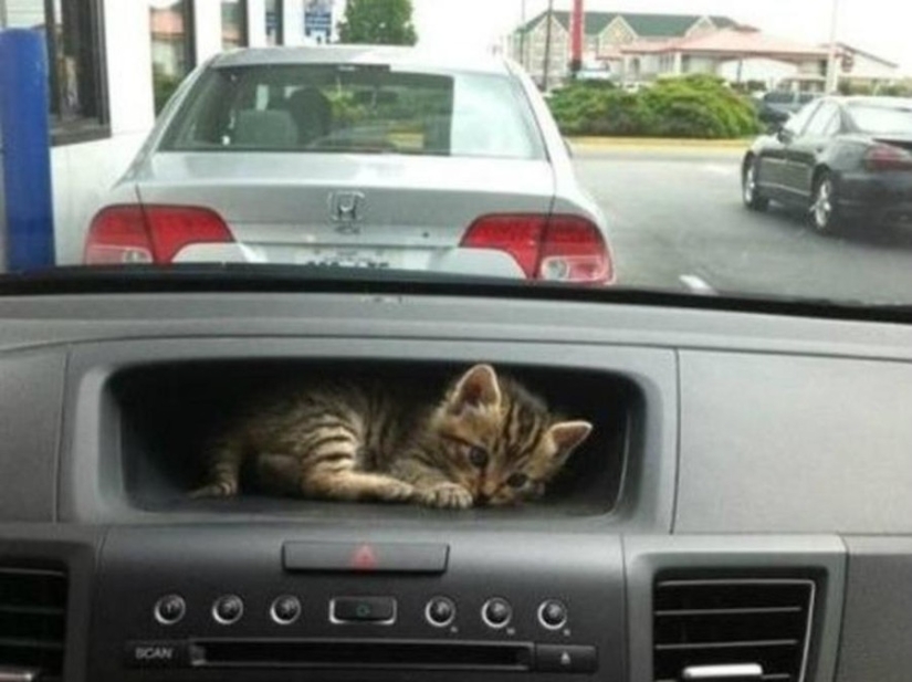 15 lugares donde nunca esperábamos ver un gato 15 lugares donde nunca esperábamos ver un gato