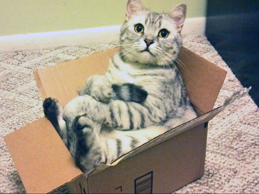 15 lugares donde nunca esperábamos ver un gato 15 lugares donde nunca esperábamos ver un gato
